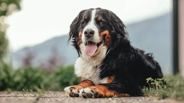 Langharige hond ligt ontspannen buiten, met volle vacht die regelmatige verzorging nodig heeft.