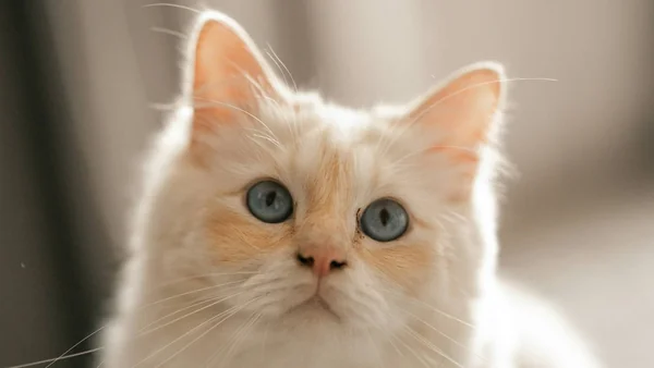 Langharige kat met volle vacht kijkt rustig in huis, passend bij verzorging en onderhoud van langharige katten