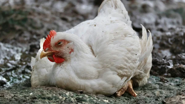 Kip zit gehurkt op de grond, mogelijk teken van gezondheidsklachten
