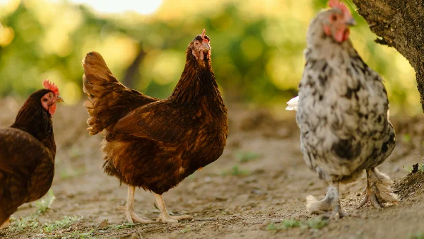 Kippen staan bij boom, mogelijk legkippen op erf.