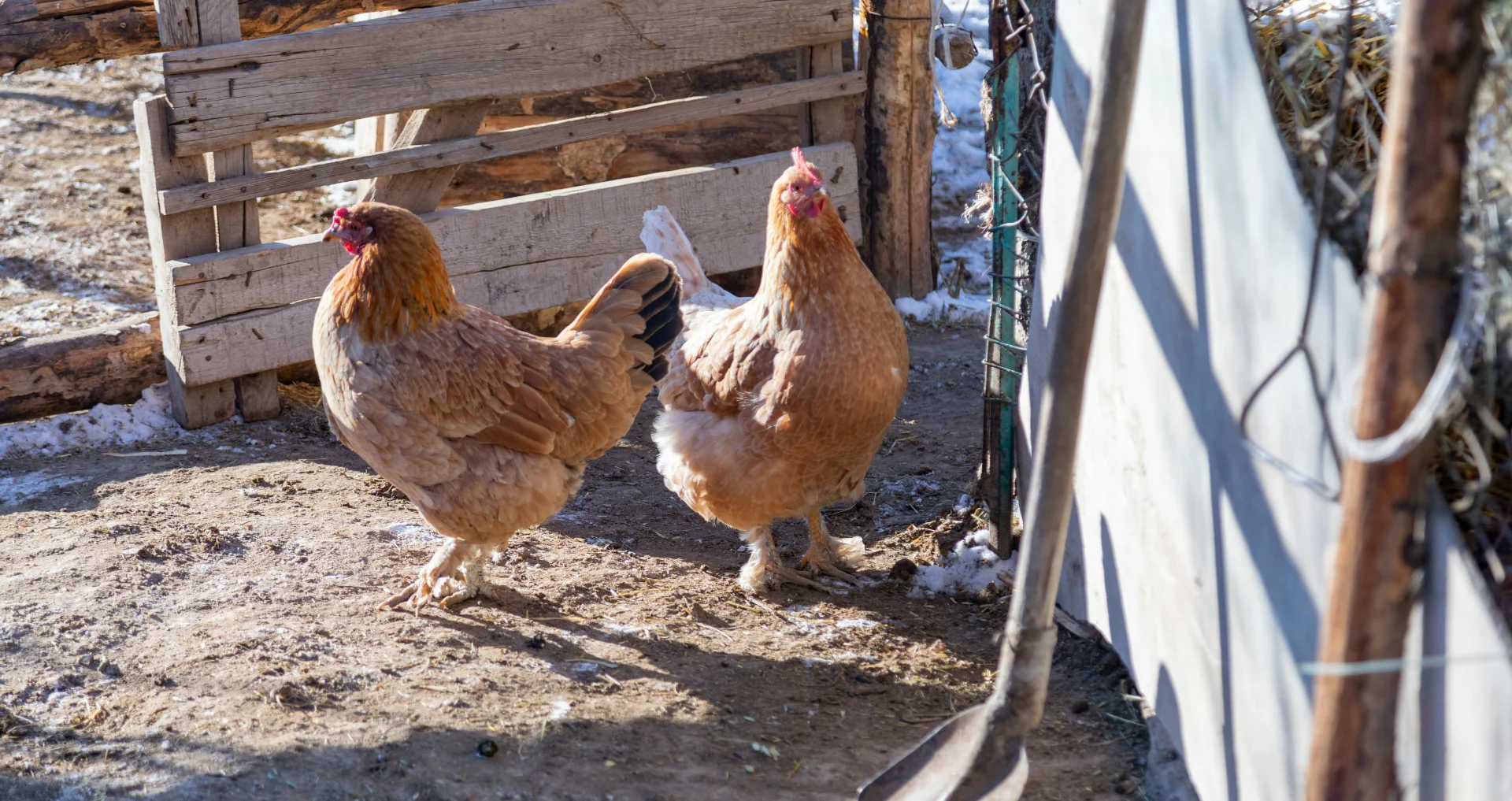 Leggende kip op boerderij tijdens winterseizoen.