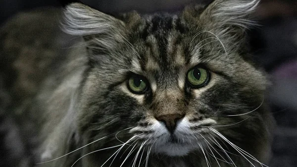 Portret van een Maine Coon kat met lange vacht, grote oren met pluimen en groene ogen