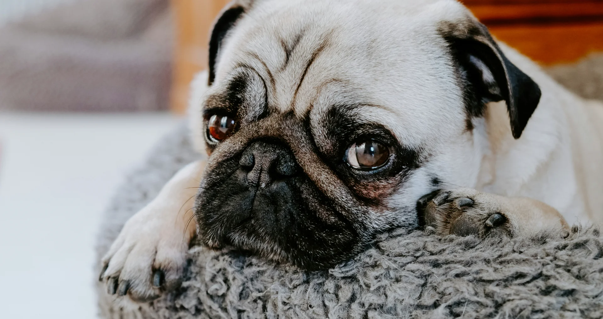 Bruine hond rustend op grijs orthopedisch hondenbed in huis.