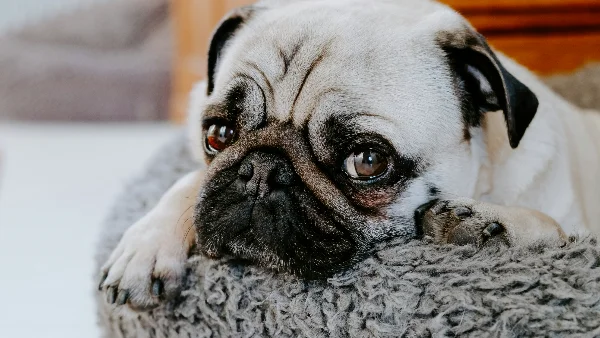 hondenmand en bench staan schoon en netjes klaar in huis