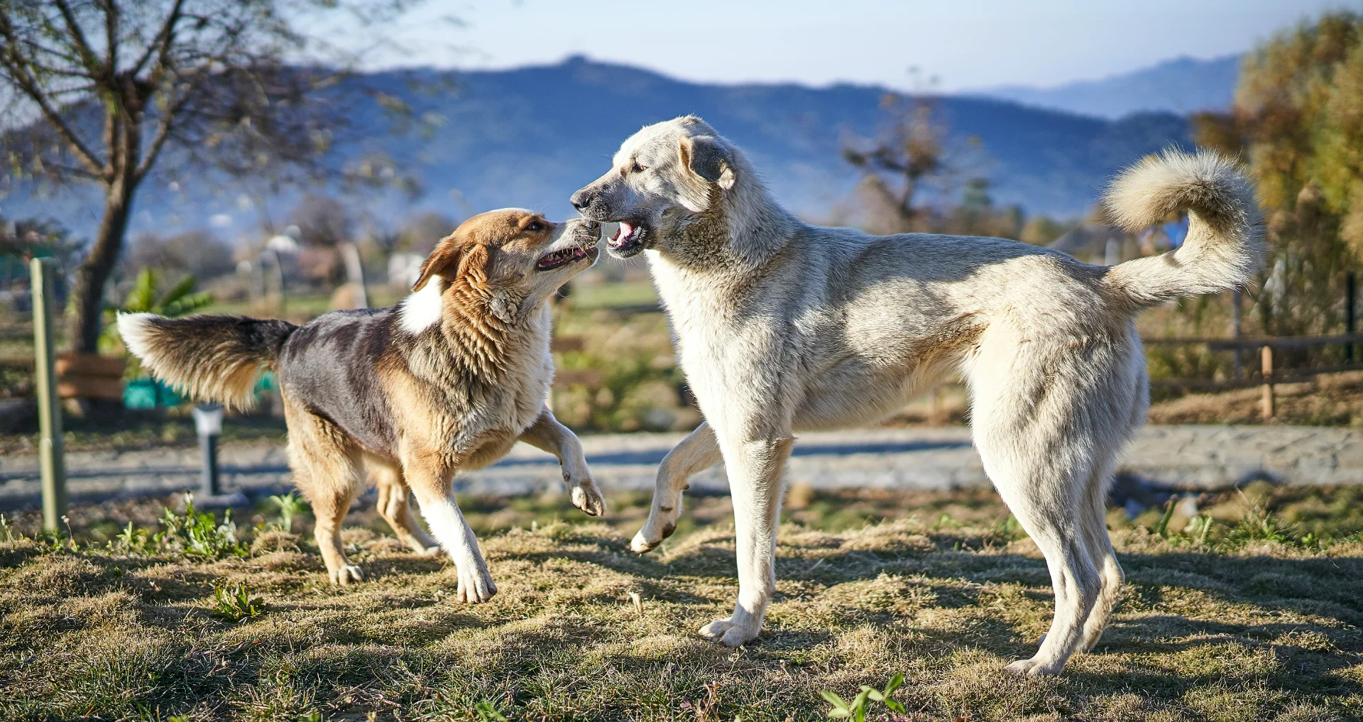 Twee honden spelen samen op groen grasveld buiten.