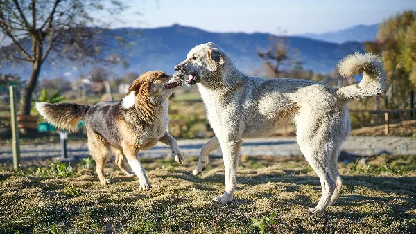 meerdere honden liggen samen in woonkamer maar letten scherp op elkaar