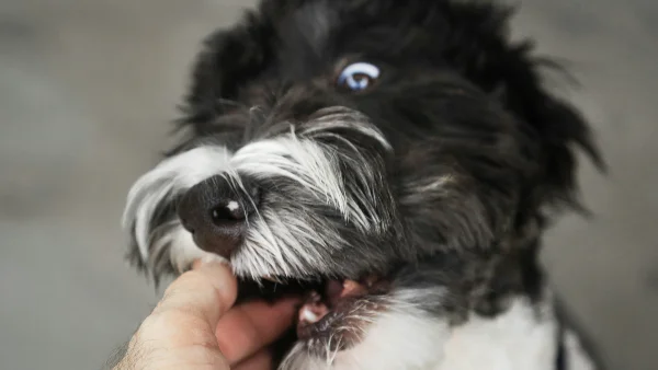 Kleine zwart-witte hond wordt vastgehouden door persoon tijdens training.