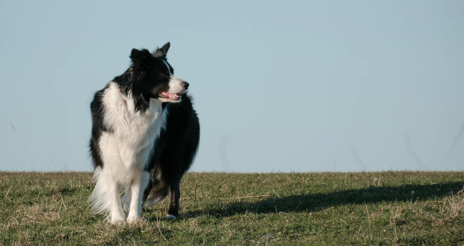 Border collie staat alert in groen grasveld buiten.