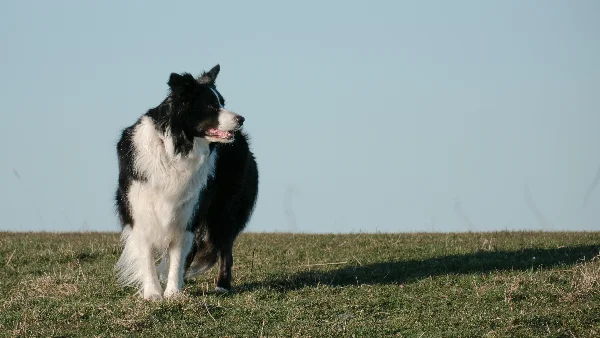 hond kijkt weg van eigenaar buiten door sterke afleiding in de omgeving