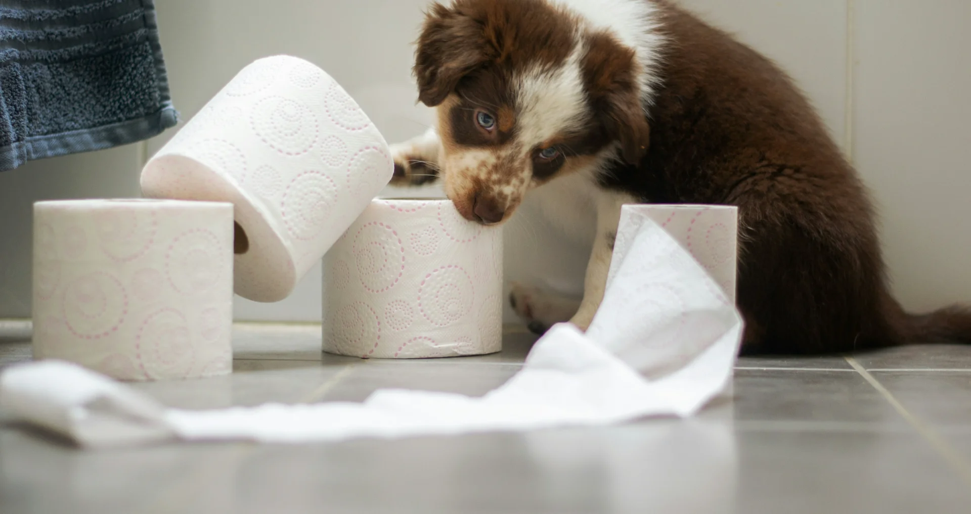 Puppy speelt met toiletpapier op de badkamer
