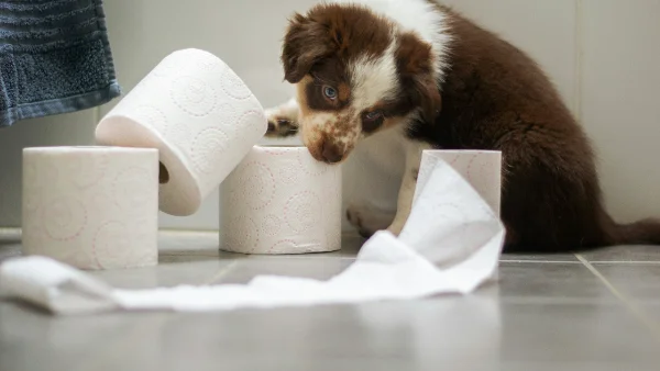 Puppy speelt met toiletpapier op de badkamer