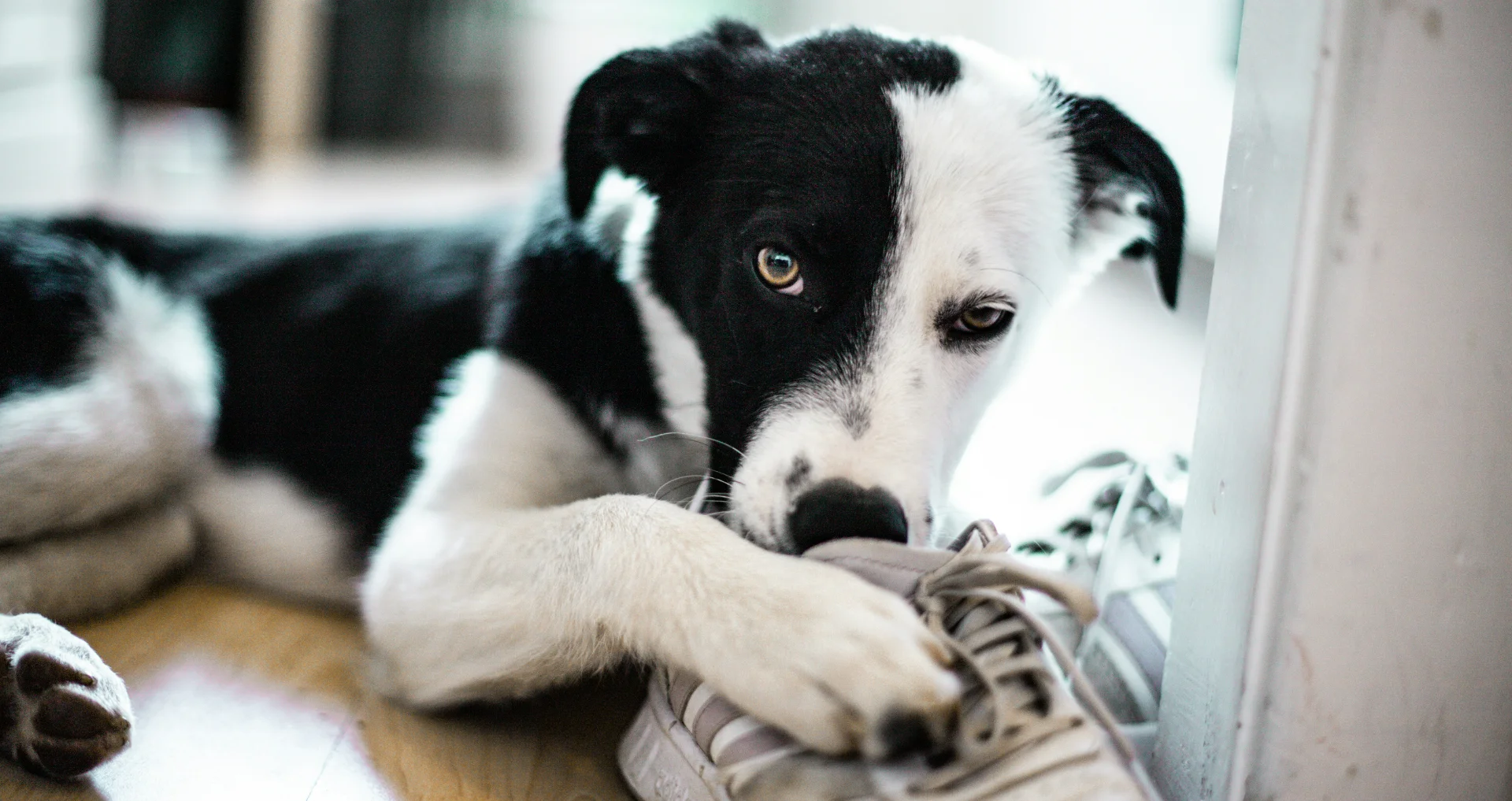 Jonge hond kauwt op schoenveter, destructief gedrag huisdier