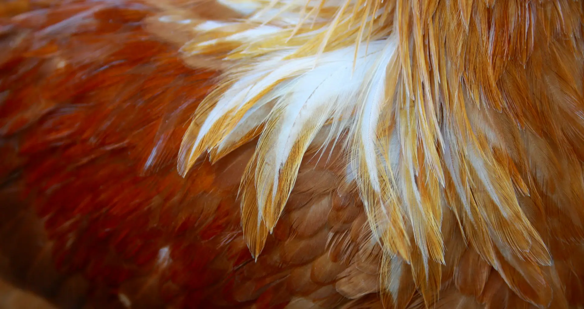 Rooster veren dicht omhoog fotografie parasietenonderzoek kippen