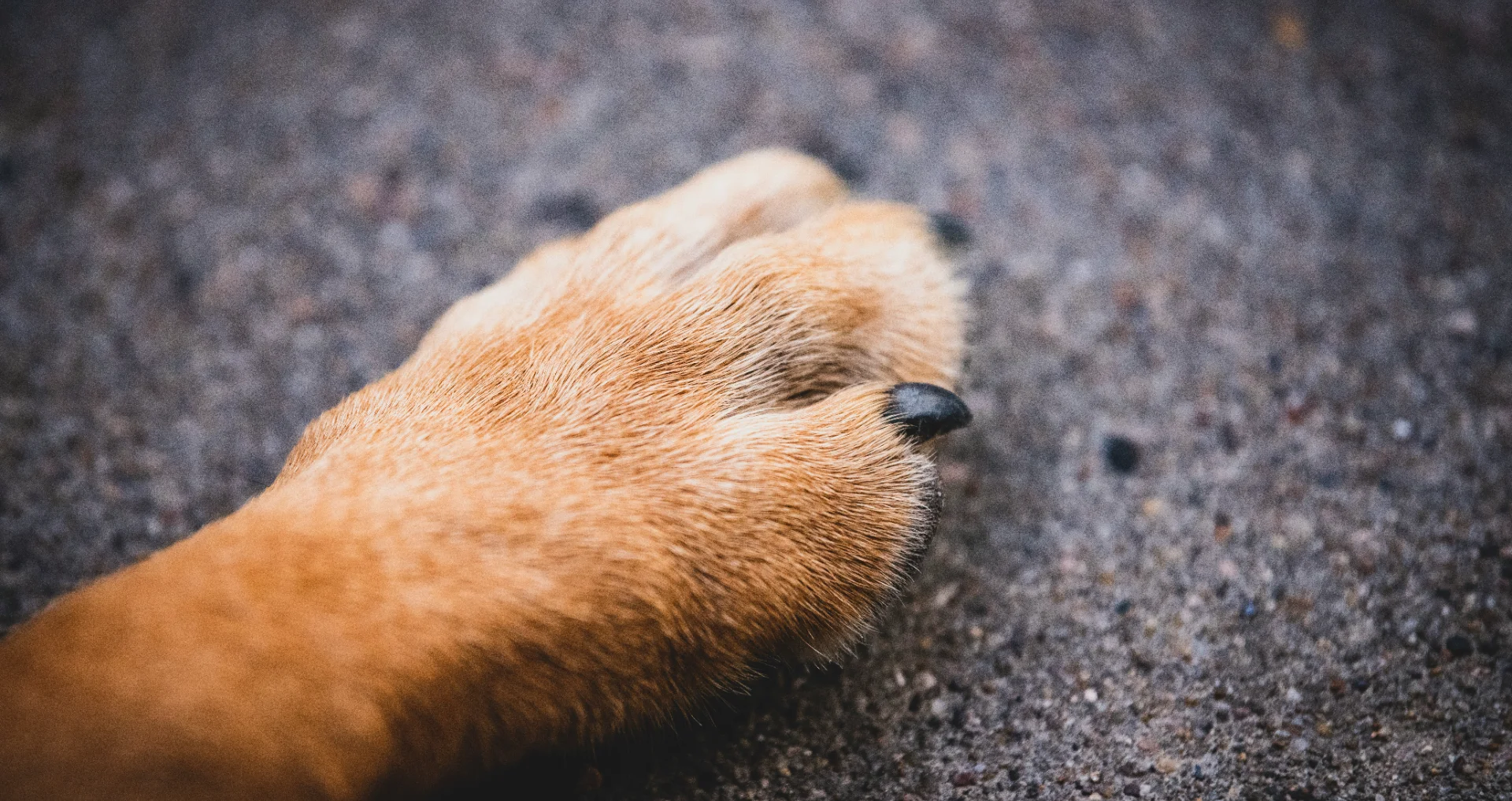 Kleine hond met vacht op grond, voor nagelverzorging