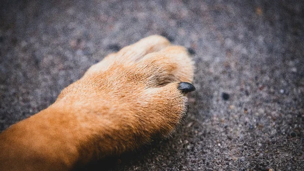 hond laat poot rustig vasthouden tijdens nagelverzorging