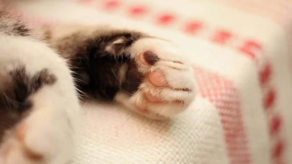 Close-up van de pootjes van een rustige kat, passend bij nagels knippen bij je kat zonder stress.