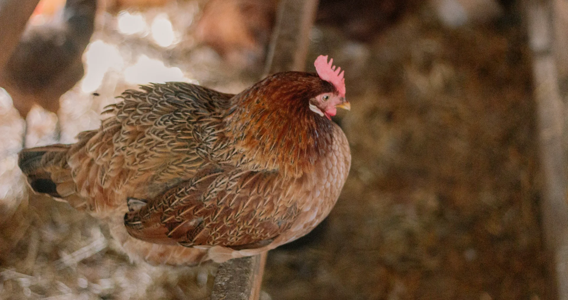 Haan op boerderij in Appalachia met strooisel en hokinhoud.