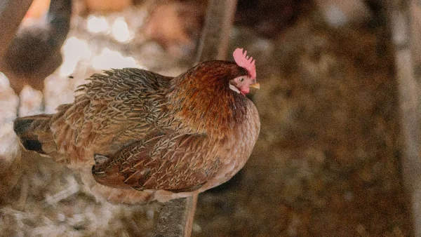 Haan op boerderij in Appalachia met strooisel en hokinhoud.
