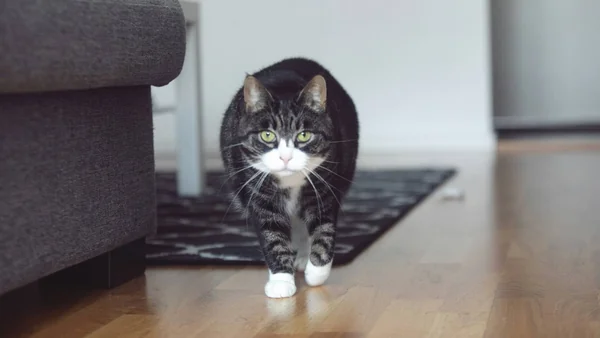 Kat loopt voorzichtig door de woonkamer, passend bij de eerste dagen van een nieuwe kat in huis.