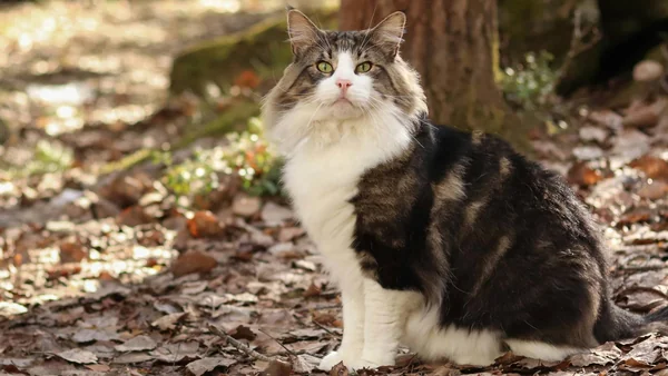 Noorse boskat met lange vacht en witte borst zittend in een bos