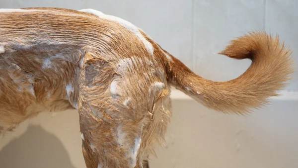 Hond wordt gewassen met shampoo, waarbij de natte vacht en staart zichtbaar 