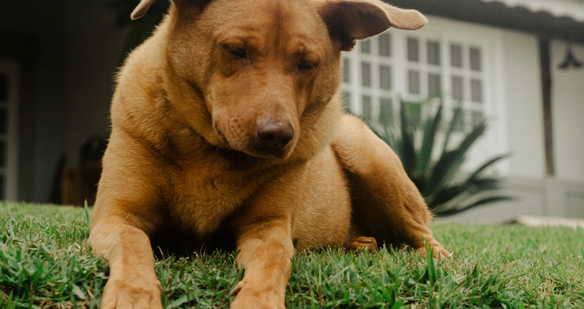Hond krijgt ontwormmiddel toegediend