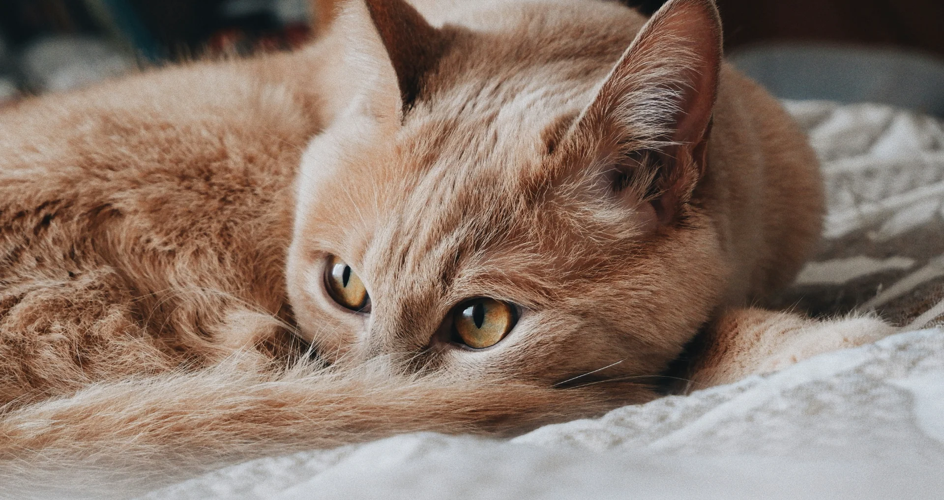 Kat krijgt ontwormmiddel toegediend