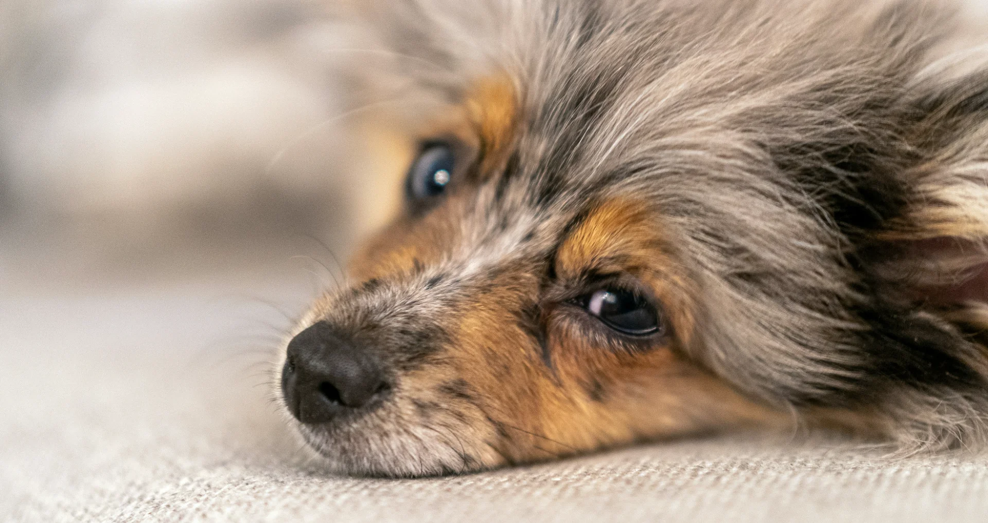 Jonge Australische Pomeranian hond kijkt voorzichtig naar camera