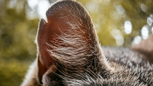 Close-up van de oorschelp van een hond, geschikt voor uitleg over veilige oorverzorging zonder irritatie