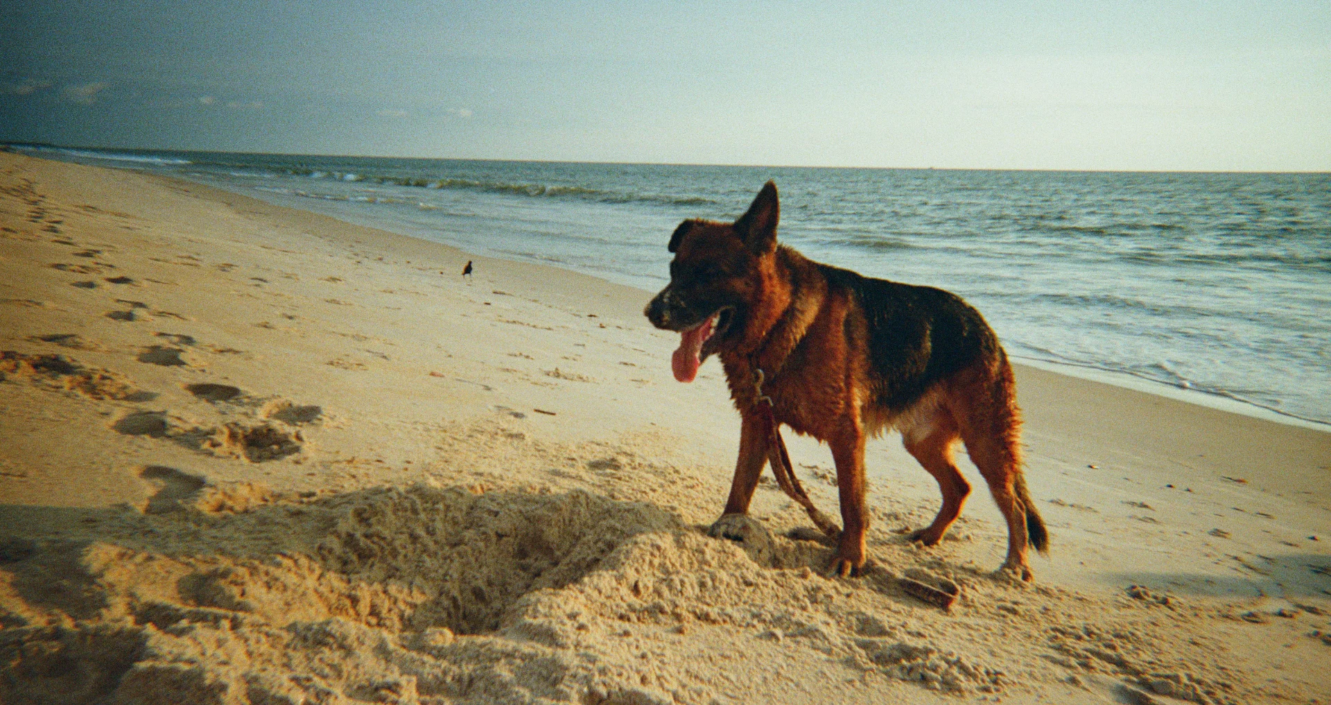Duitse herder spelend op zandstrand aan zee