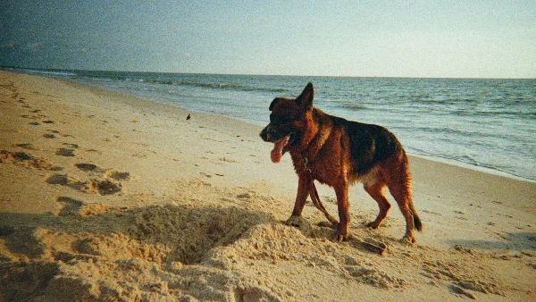 hond zit klaar voor vertrek bij auto of bagage op reis