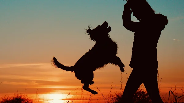 hond springt enthousiast tegen iemand op bij begroeting