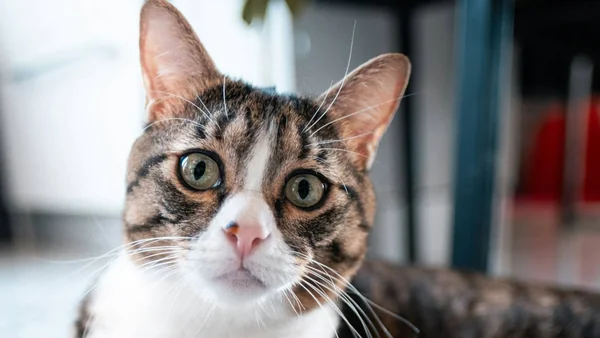 Close-up van het gezicht van een kat met schone ogen en oren, passend bij het schoonmaken van oren en ogen bij katten.