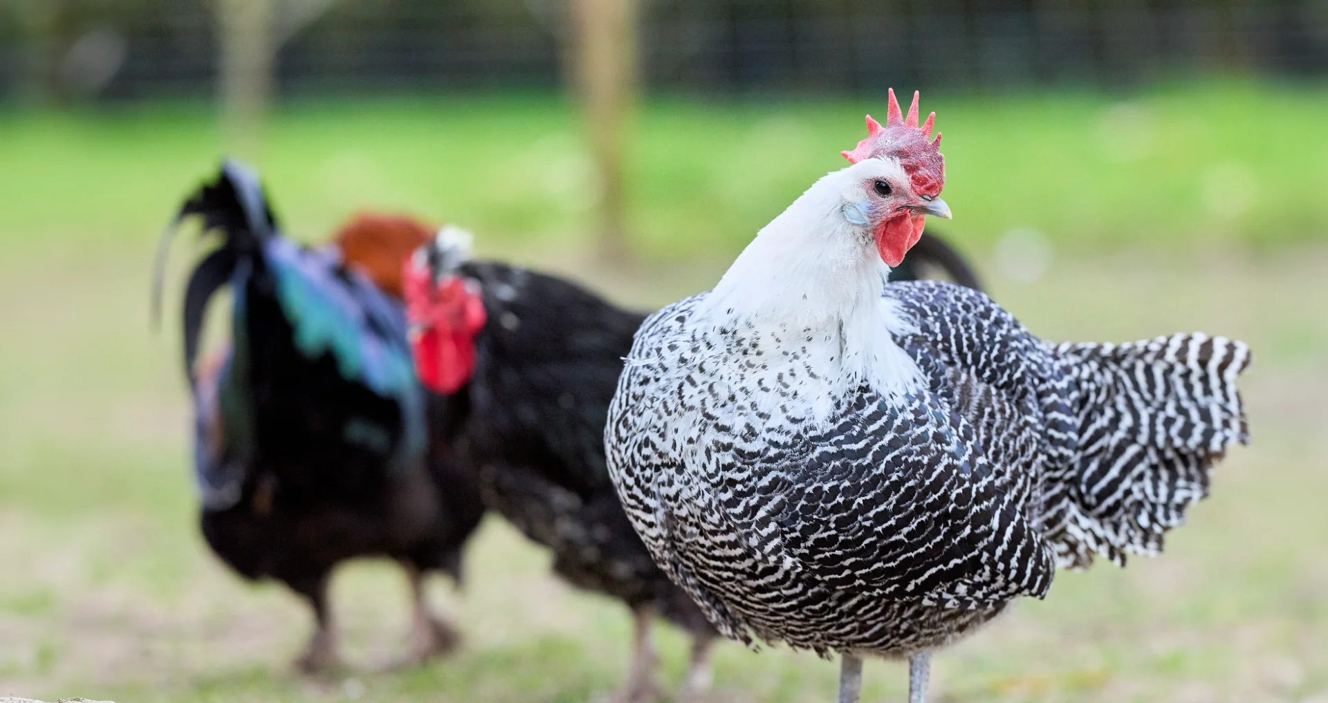 Braekel hen met zwart-wit patroon in boerderijomgeving met hanen.