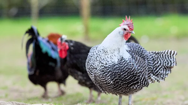 Braekel hen met zwart-wit patroon in boerderijomgeving met hanen.