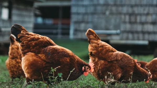 Oudere kippen picken in groen weiland naar voer en kiemgroei.