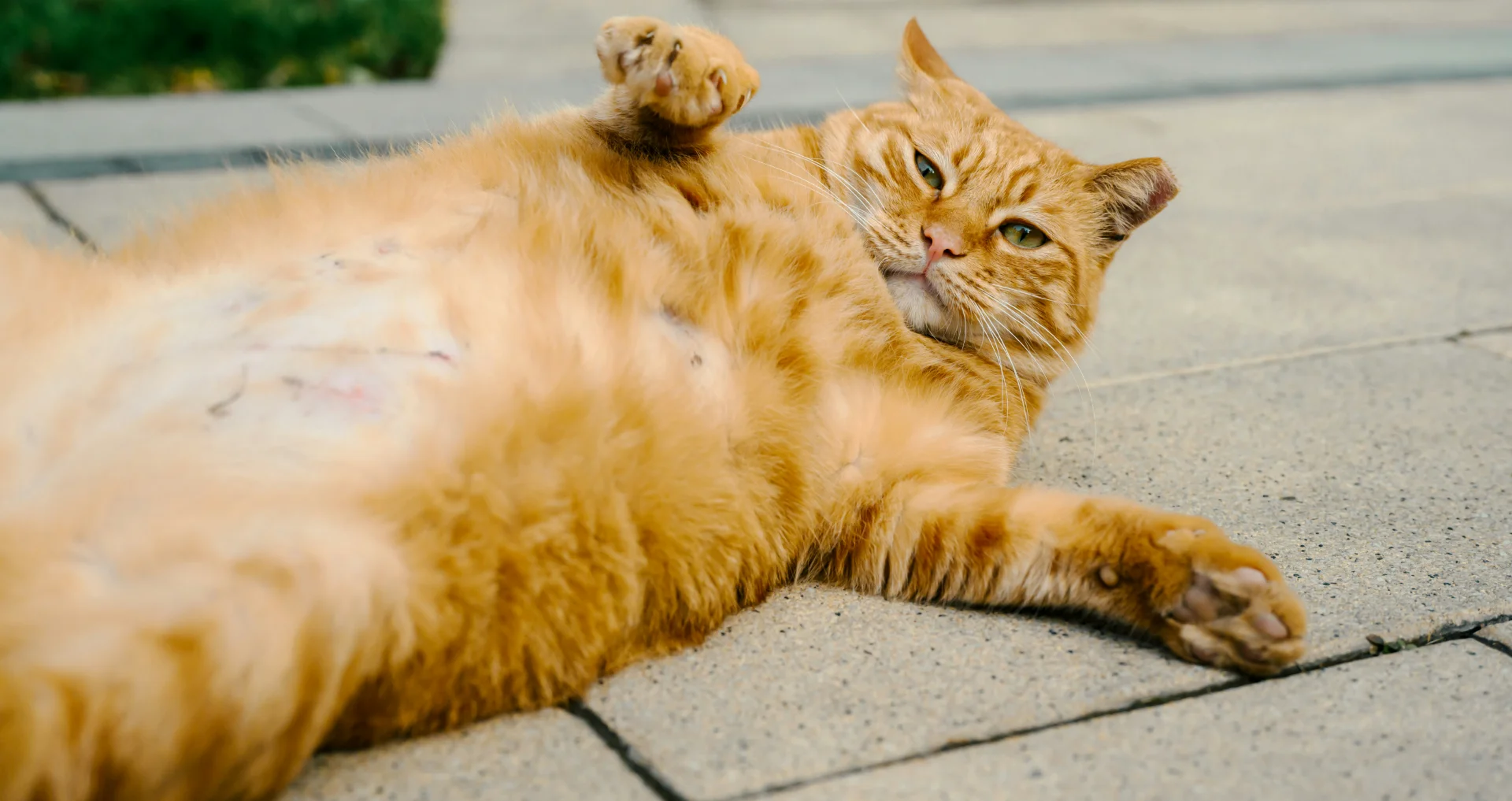 Dikke kat ligt op rug op grond, mogelijk overgewicht.