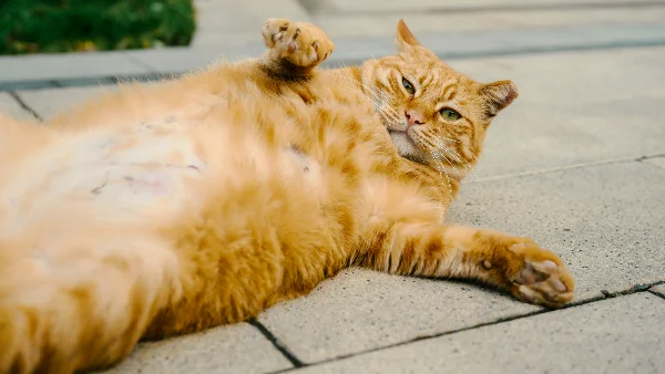 Dikke kat ligt op rug op grond, mogelijk overgewicht.