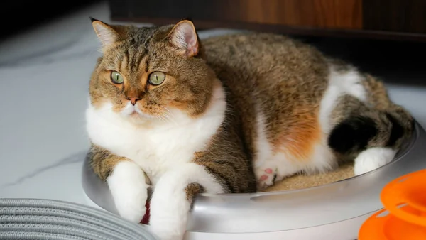 Stevige volwassen kat ligt binnen ontspannen, passend bij informatie over overgewicht bij katten