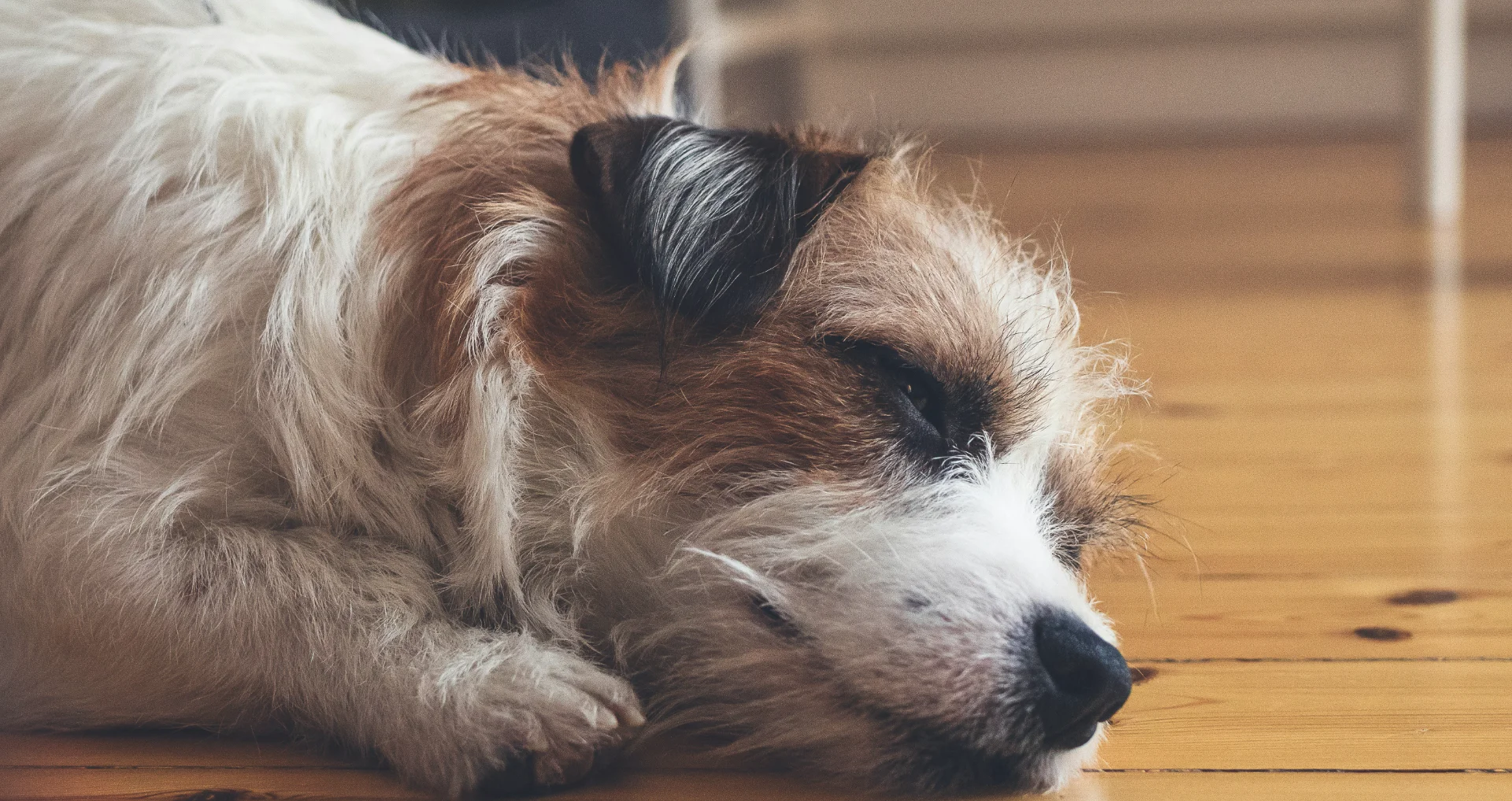 Hondje kijkt afgeleid, ziet er gestrest en overprikkeld uit.