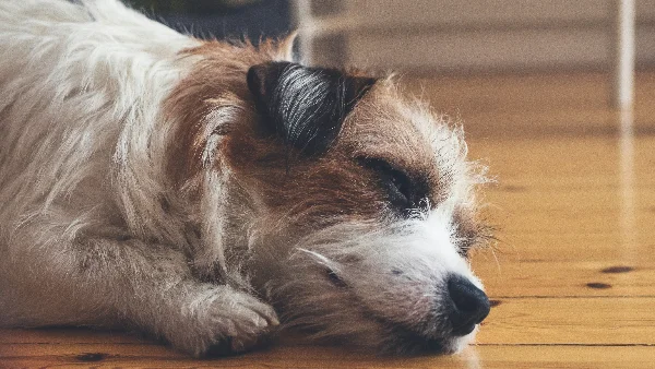 hond kijkt onrustig om zich heen en toont subtiele stresssignalen in houding en gezicht