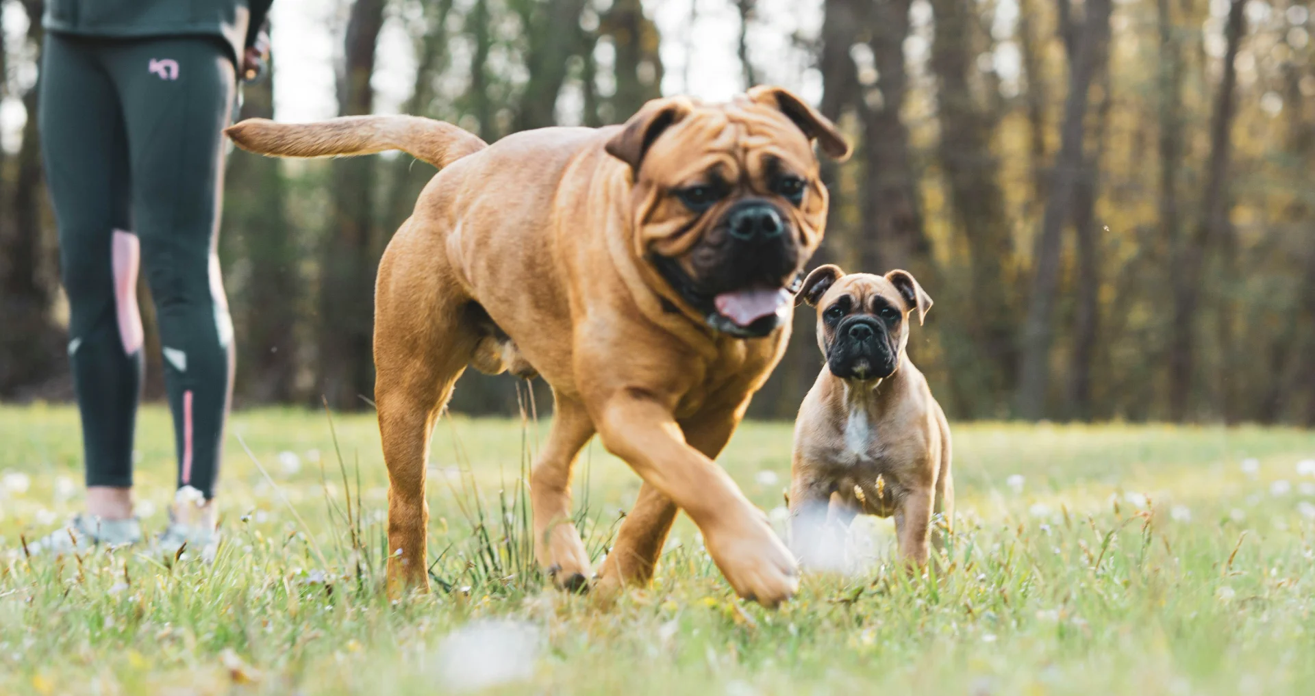 Bruine kortharige hond spelend op groen grasveld in buitenomgeving.