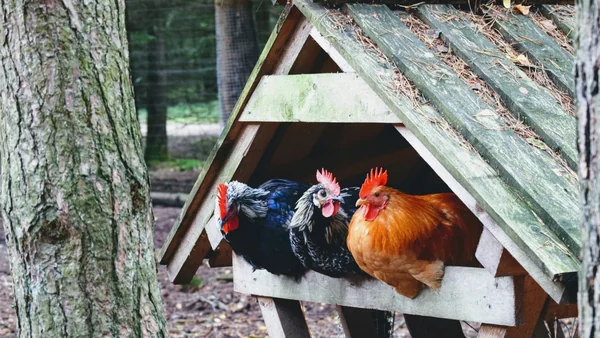 Kippen zitten samen in een houten kippenhok in een natuurlijke buitenomgeving