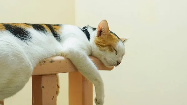 Kat die ongewoon slap en teruggetrokken ligt te rusten, passend bij subtiele signalen van pijn bij katten.