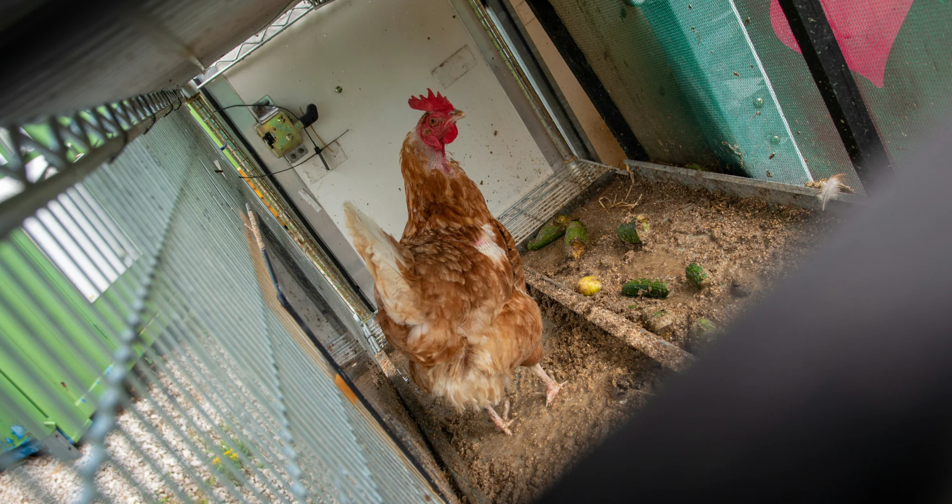 Kip in kippenhok met verspreid voer op de grond.