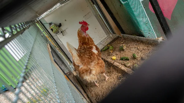Kip in kippenhok met verspreid voer op de grond.