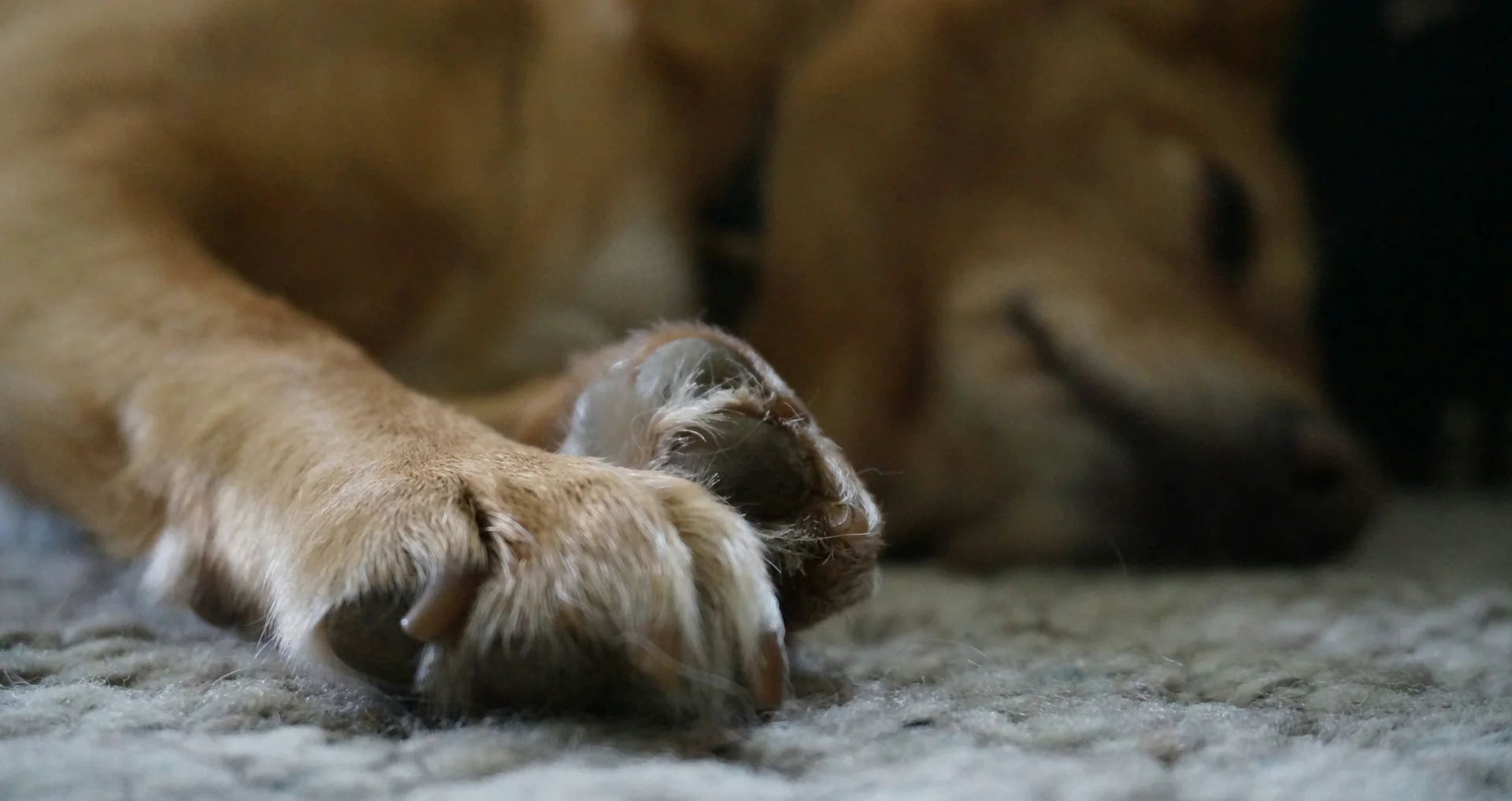 Bruine hond slaapt rustig op zacht tapijt thuis met pootjes naar voren.