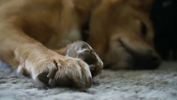 hondenpoot wordt gecontroleerd op kussentjes en kleine wondjes