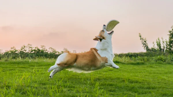 Actieve corgi die speelt met een frisbee en de hoge energie van dit populaire hondenras laat zien