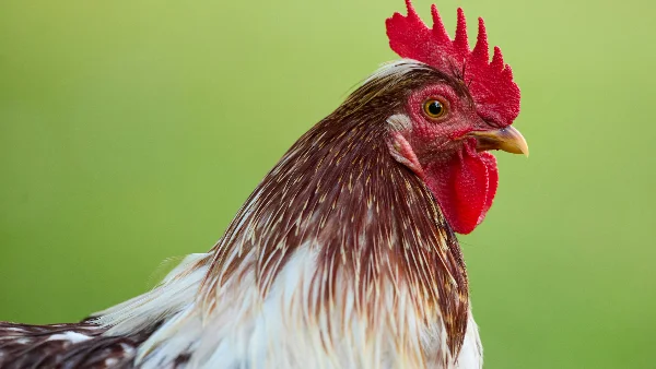 Rode haan met bruine en witte veren in portret